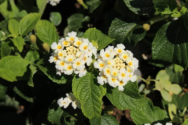 Fleurs Hybrides Blanches Jaunes Lantana Tickberry Sauge Sauvage Sauge Rouge — Photo