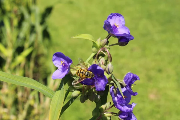 Blue Spiderwort Flower Spider Lily Gallen Switzerland Its Latin Name — Stock Photo, Image