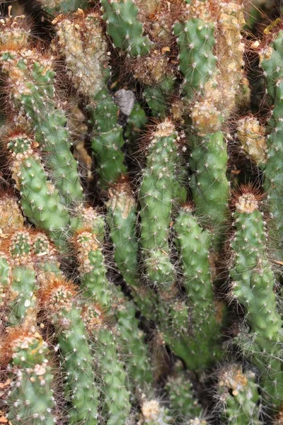 Peruvian Apple Cactus Flower Giant Club Cactus Hedge Cactus Cadushi — Stock Photo, Image
