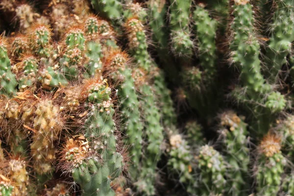 Peruvian Apple Cactus Flower Giant Club Cactus Hedge Cactus Cadushi — Stockfoto