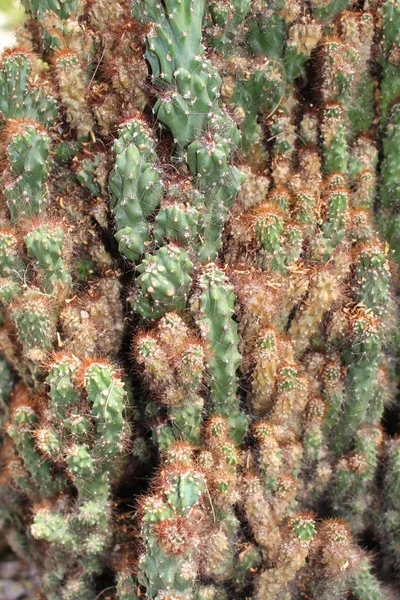 Перуанский Цветок Apple Cactus Giant Club Cactus Hedge Cactus Cadushi — стоковое фото