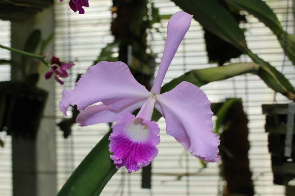 Orquídea Cattleya Gallen Suiza — Foto de Stock