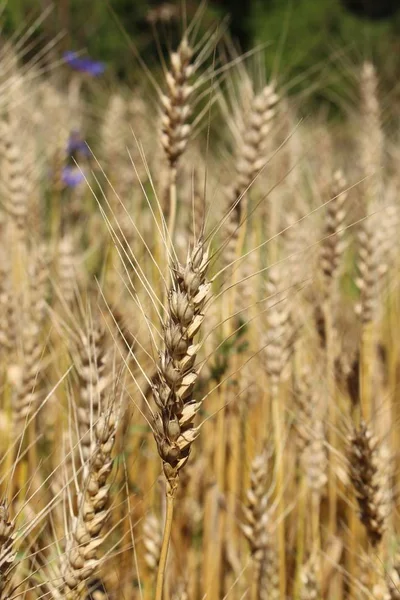 Weizenohren Oder Brotweizen Gallen Schweiz Sein Lateinischer Name Ist Triticum — Stockfoto