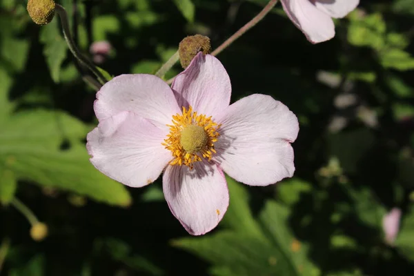 Flor Anêmona Japonesa Branca Anêmona Chinesa Thimbleweed Windflower Gallen Suíça — Fotografia de Stock