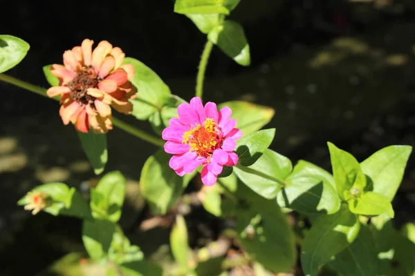 Színes Elegáns Zinnia Virág Vagy Ifjúsági Életkor Common Zinnia Gallenben — Stock Fotó