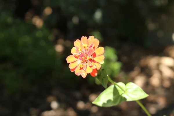 Kolorowy Kwiat Eleganckiej Cynnii Lub Młodzież Wiek Common Cynnia Gallen — Zdjęcie stockowe