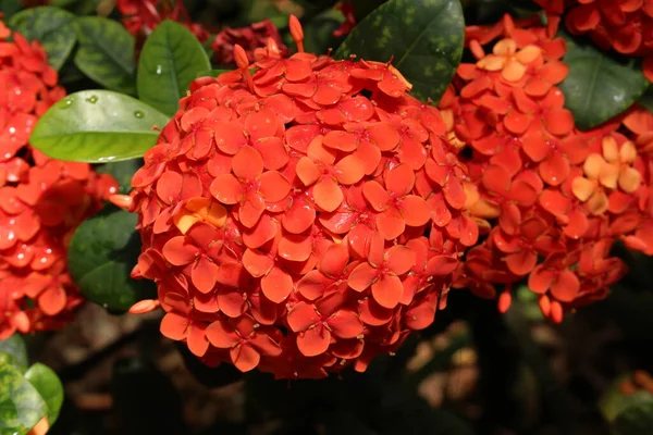 Czerwony Kwiat Jungle Geranium Lub Płomień Lasu Płomień Dżungli Gallen — Zdjęcie stockowe