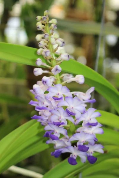 Flor Orquídea Sky Blue Rhynchostylis Gallen Suiza Nombre Latín Rhynchostylis — Foto de Stock