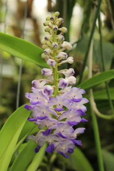 Gök Mavisi Rhynchostylis Gallen Sviçre Orkide Çiçeği Latince Adı Rhynchostylis — Stok fotoğraf