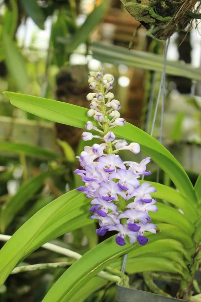 Flor Orquídea Sky Blue Rhynchostylis Gallen Suiza Nombre Latín Rhynchostylis — Foto de Stock