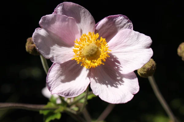 Biały Japoński Anemon Kwiat Lub Chiński Anemon Thimbleweed Windflower Gallen — Zdjęcie stockowe