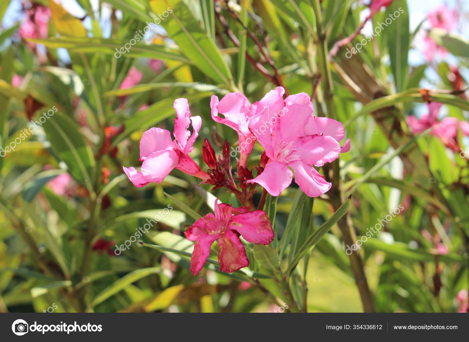 Poisonous Pink Oleander Flower Rose Bay Common Oleander Rose Laurel