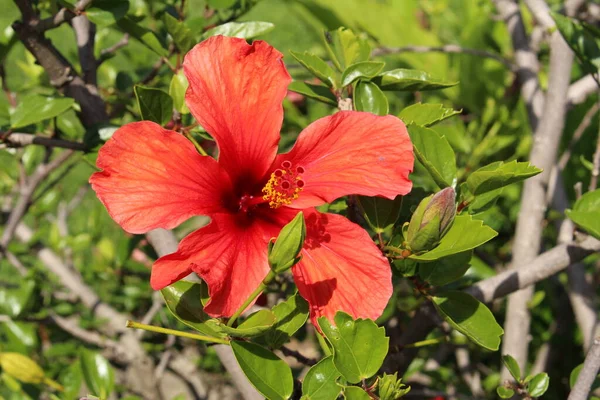 德国乌尔姆的红色 中国芙蓉 或中国蔷薇 夏威夷芙蓉 它的拉丁文名字是Hibiscus Rosa Sinensis 原产于东亚 — 图库照片