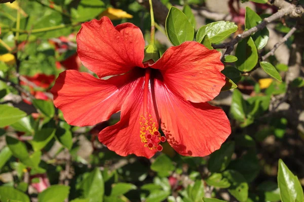 德国乌尔姆的红色 中国芙蓉 或中国蔷薇 夏威夷芙蓉 它的拉丁文名字是Hibiscus Rosa Sinensis 原产于东亚 — 图库照片