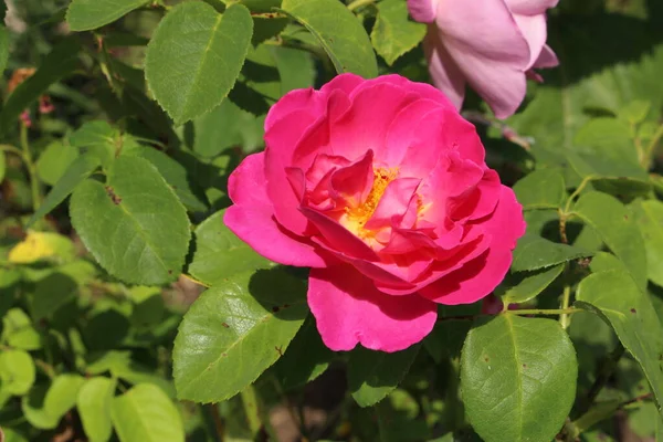 Híbrido Rosa Profundo English Rose Herbalist Austin Rose Austins Herbalist — Foto de Stock