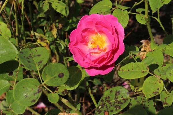 Híbrido Rosa Profundo English Rose Herbalist Austin Rose Austins Herbalist — Foto de Stock