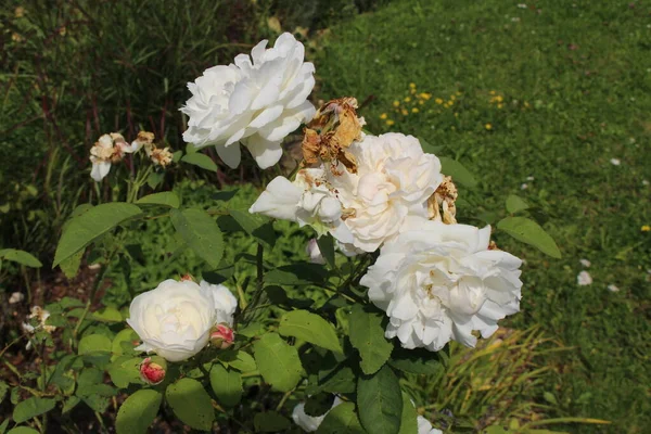 Hybrid White English Rose Winchester Cathedral Austin Rose White Mary — Foto de Stock