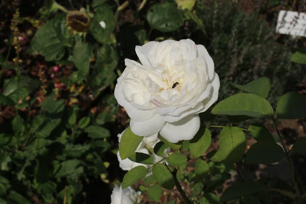 Hybrid White English Rose Winchester Cathedral Austin Rose White Mary — Foto de Stock