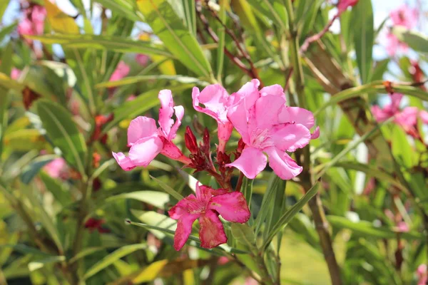 德国乌尔姆的有毒的粉红色 Oleander 或玫瑰湾 常见的Oleander 玫瑰劳雷尔 它的拉丁文名字是Nerium Oleander 原产于亚洲西南部 — 图库照片