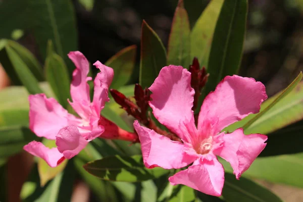 Poisonous Pink Oleander Flower Rose Bay Common Oleander Rose Laurel — Stock Photo, Image