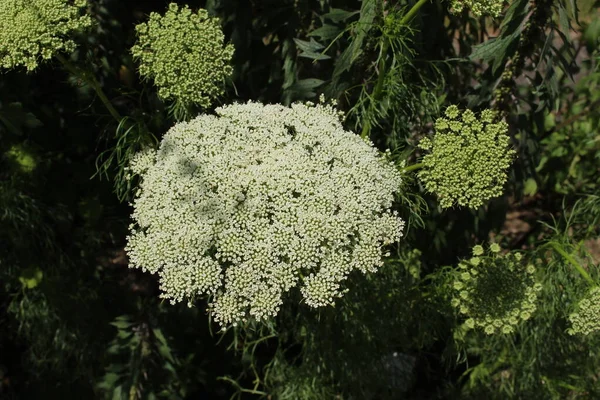 Toothpickweed Flowers Buds Bisnaga Khella Bishop Weed Ulm Germany Латинское — стоковое фото