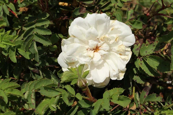 Hybrid Rosa Pimpinellifolia Stanwell Perpetual Rose Bibernell Rose Ulm Germany — Stock Photo, Image