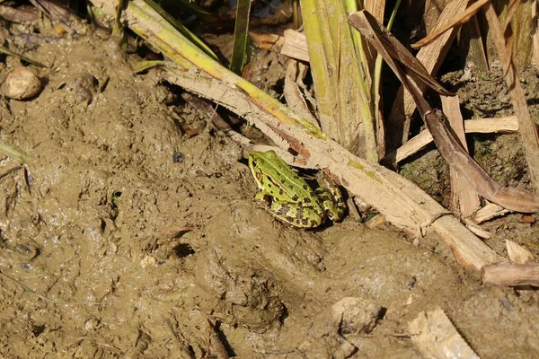 Green Edible Frog Common Water Frog Green Frog Its Habitat — Stock Photo, Image
