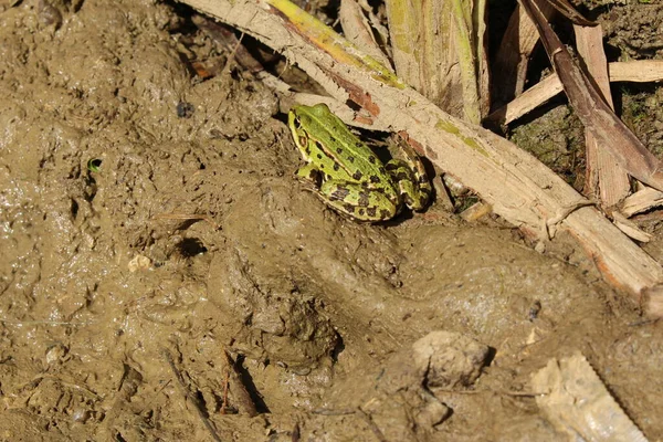 Green Comestível Frog Common Water Frog Green Frog Seu Habitat — Fotografia de Stock