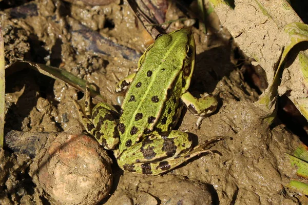 Green Edible Frog Common Water Frog Green Frog Its Habitat — Stock Photo, Image