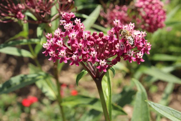 Swamp Milkweed Flowers Rose Milkweed Rose Milkflower Swamp Silkweed White — Stock Photo, Image