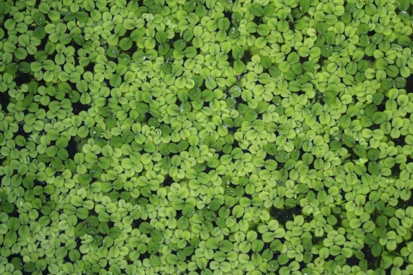 Vattenkramper Eller Water Fern Floating Fern Common Salvinia Ulm Tyskland — Stockfoto