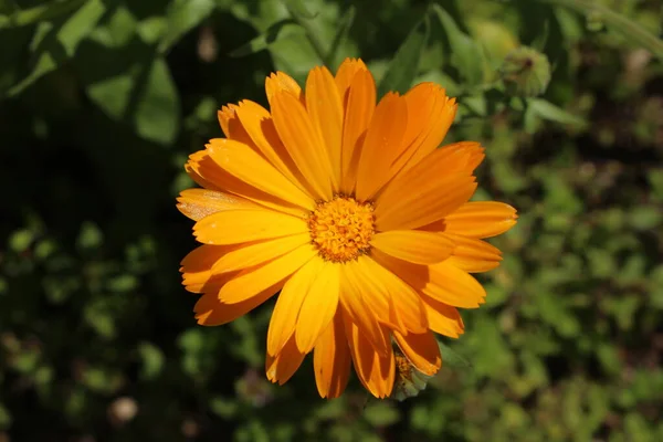 Marigold Çiçeği Veya Ruddles Common Marigold Garden Marigold English Marigold — Stok fotoğraf