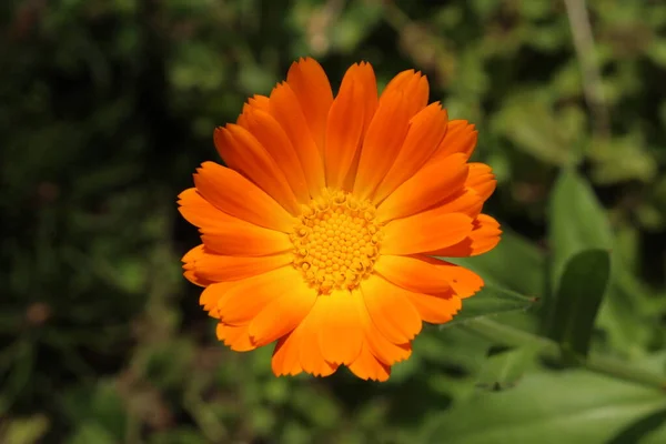 Marigold Çiçeği Veya Ruddles Common Marigold Garden Marigold English Marigold — Stok fotoğraf