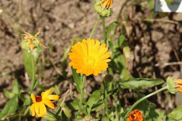 Topf Ringelblume Blume Oder Ruddles Ringelblume Garten Ringelblume Englische Ringelblume — Stockfoto