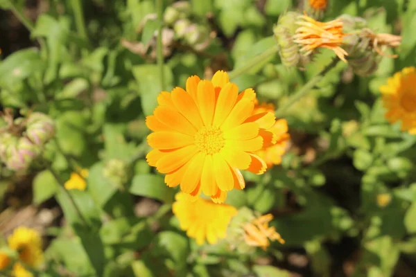 Pot Marigold Flower Ruddles Common Marigold Garden Marigold English Marigold — стоковое фото