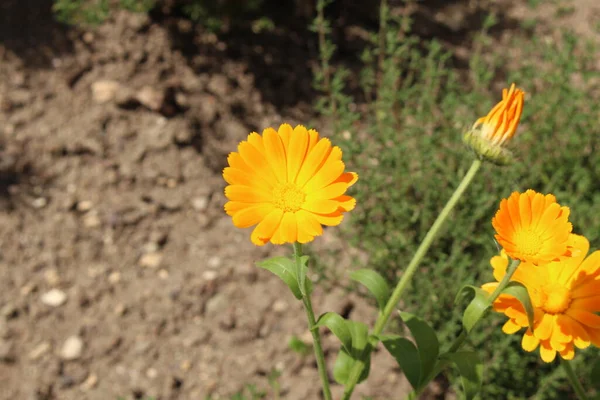Marigold Çiçeği Veya Ruddles Common Marigold Garden Marigold English Marigold — Stok fotoğraf