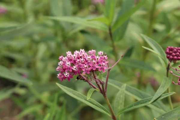 ドイツのウルムにあるスワンプ ミルクウィード Swamp Milkweed またはRose Milkweed Rose Milkflower Swamp Silkweed — ストック写真