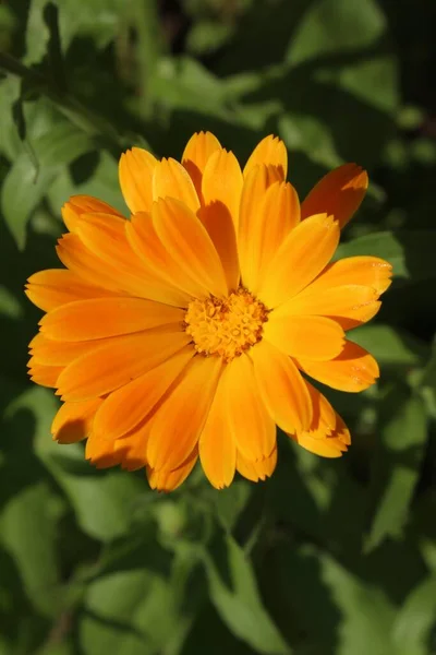 德国乌尔姆的Pot Marigold花 或Ruddles Common Marigold Garden Marigold English Marigold Scottish — 图库照片