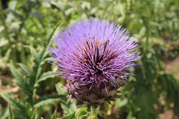 Fiore Blu Globe Artichoke Alcachofra Alcachofera Artichaut Ulm Germania Suo — Foto Stock