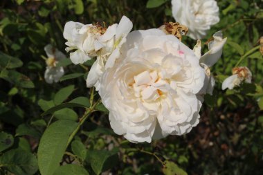 Almanya 'nın Ulm şehrinde bulunan 