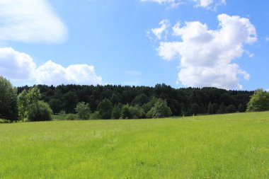Ulm, Baden-Wuerttemberg, Almanya 'da orman, çayır ve mavi gökyüzü ile güzel bir yaz manzarası..