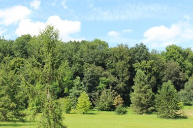 Ulm, Baden-Wuerttemberg, Almanya 'da orman, çayır ve mavi gökyüzü ile güzel bir yaz manzarası..
