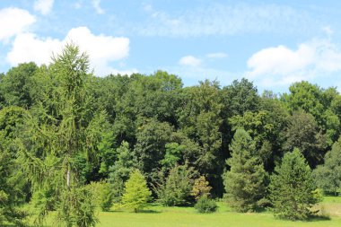 Ulm, Baden-Wuerttemberg, Almanya 'da orman, çayır ve mavi gökyüzü ile güzel bir yaz manzarası..