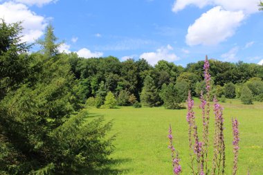 Ulm, Baden-Wuerttemberg, Almanya 'da orman, çayır ve mavi gökyüzü ile güzel bir yaz manzarası..