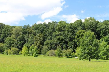 Ulm, Baden-Wuerttemberg, Almanya 'da orman, çayır ve mavi gökyüzü ile güzel bir yaz manzarası..