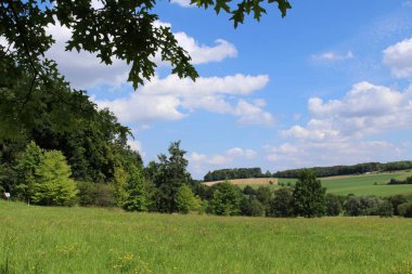 Ulm, Baden-Wuerttemberg, Almanya 'da orman, çayır ve mavi gökyüzü ile güzel bir yaz manzarası..