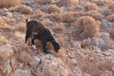 Balos 'un engebeli sahil yolunun geçtiği dağlardaki keçi, Girit Adası' ndaki Kissamos yakınlarında, Girit Adası, Yunanistan.