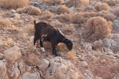 Balos 'un engebeli sahil yolunun geçtiği dağlardaki keçi, Girit Adası' ndaki Kissamos yakınlarında, Girit Adası, Yunanistan.