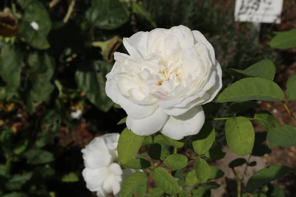 Hybrid White English Rose Winchester Cathedral Austin Rose White Mary — Foto de Stock