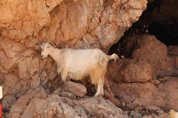 希腊克里特岛Chania省Kissamos附近崎岖的Balos海滩公路经过的山上的山羊 — 图库照片